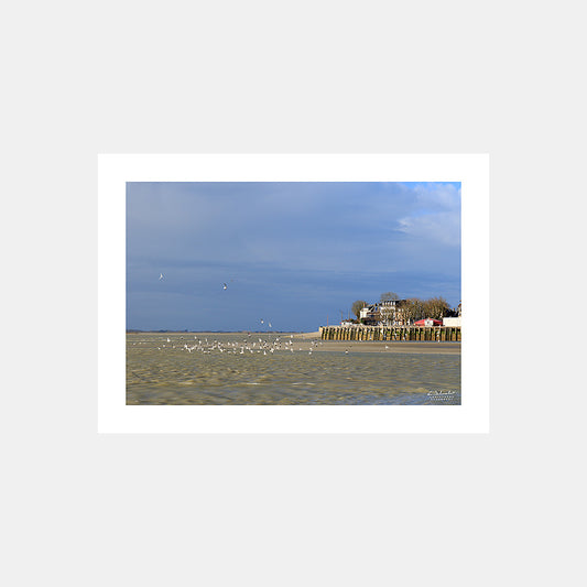 Photographie d'un envol de mouettes devant le port du Crotoy dans la lumière d'un matin hivernal, Baie de Somme, Côte Picarde, Somme, Hauts-de-France, France.