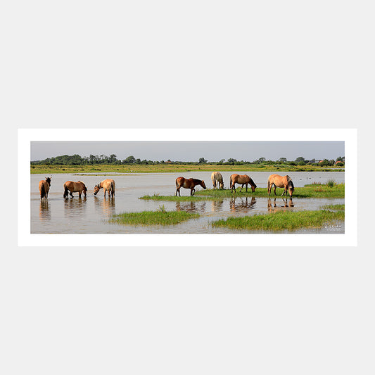 Photographie panoramique de chevaux Henson dans les marais de l'étang du Crotoy en baie de Somme, Côte Picarde, Somme, Hauts-de-France, France.