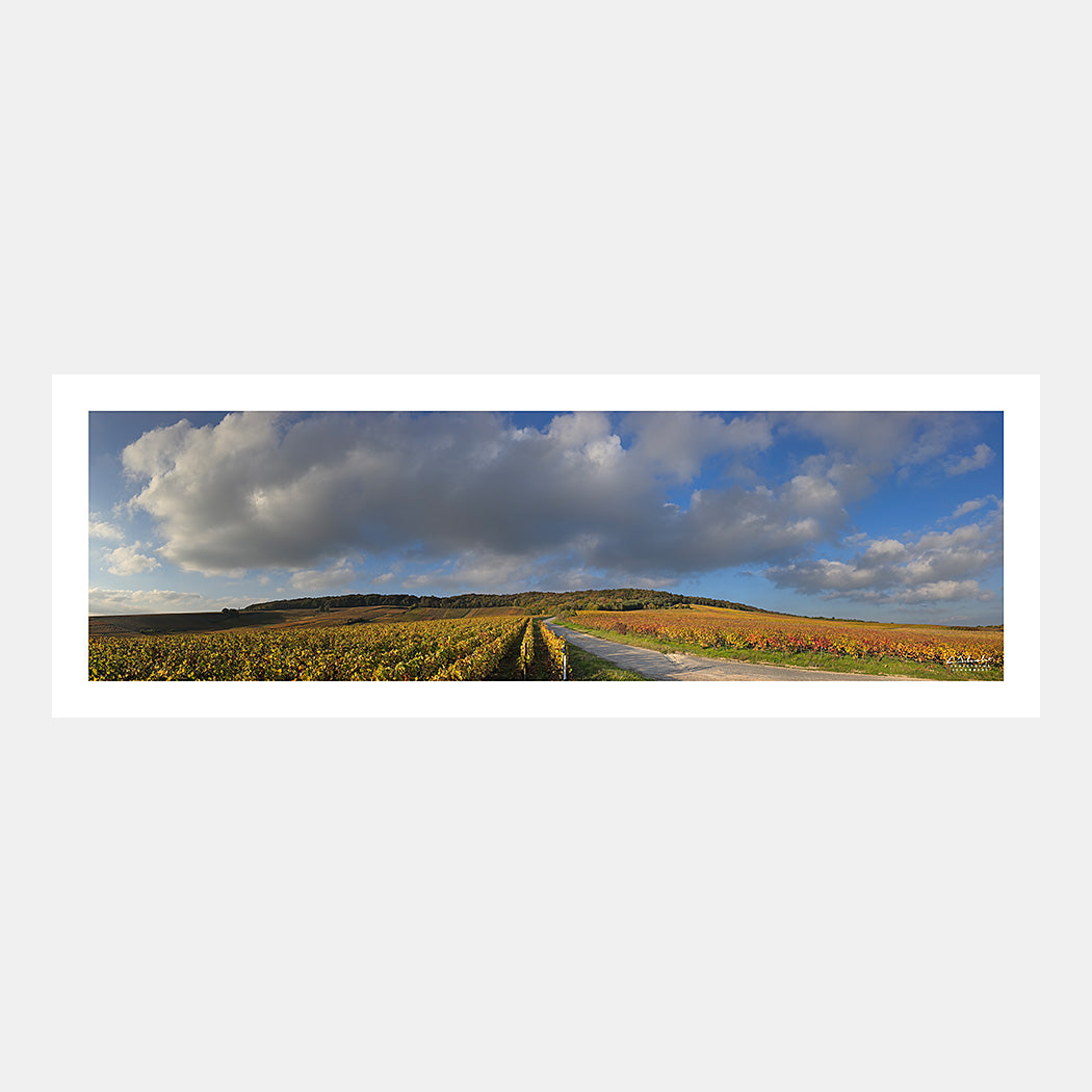 Photographie panoramique de la montagne de Reims depuis Ambonnay avec les vignes de Champagne en automne, Champagne, Grand-Est, Marne, France.