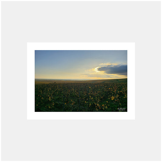 Photographie du village de Bouzy au crépuscule depuis la montagne de Reims avec les vignes de Champagne en automne, Champagne, Grand-Est, Marne, France.