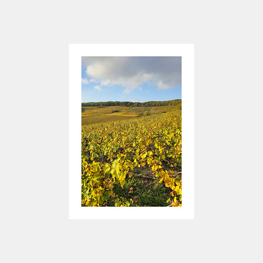 Photographie des vignes de Champagne sur la montagne de Reims depuis Ambonnay dans le soleil couchant en automne, Champagne, Grand-Est, Marne, France.