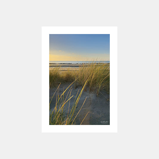 Photographie d'oyats à contre-jour sur les dunes de Quend-Plage avec vue sur les bouchots et la mer au soleil couchant, Côte Picarde, Somme, Hauts-de-France, France.